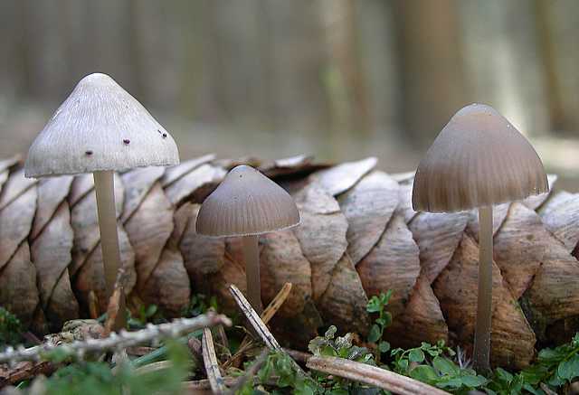 La valle dei funghi sconosciuti